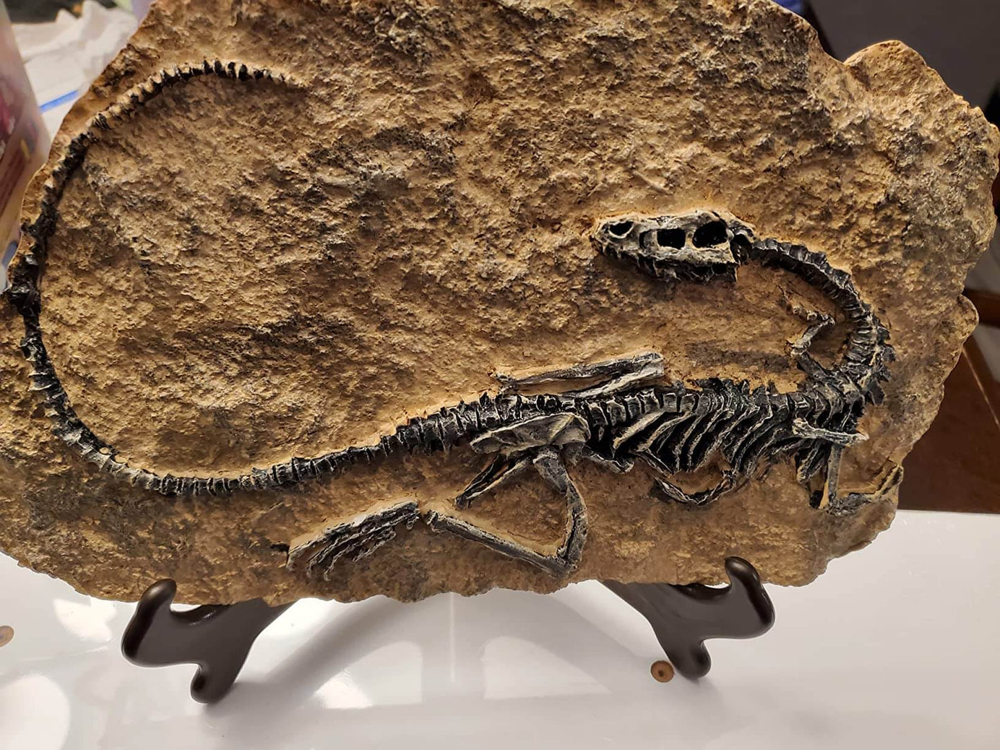 Dinosaur Fossil Decor