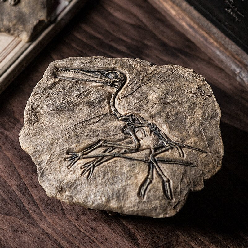 Dinosaur Fossil Decor