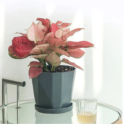 Creative Resin Simple Flower Pot & Saucer