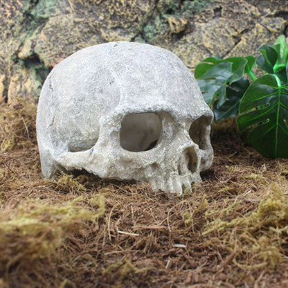 Head Bone Skull Ornament